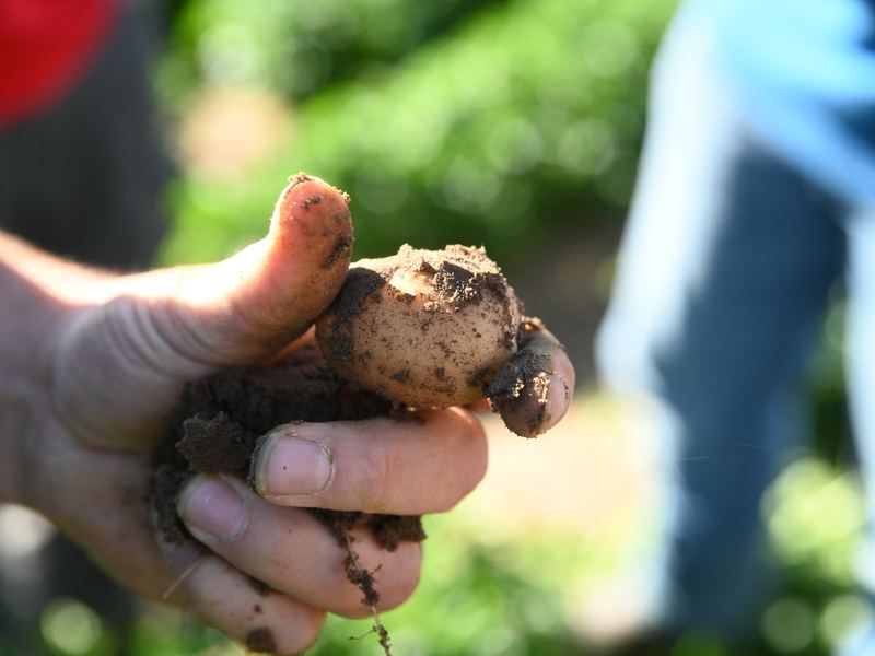 A just-harvested potato held in one hand