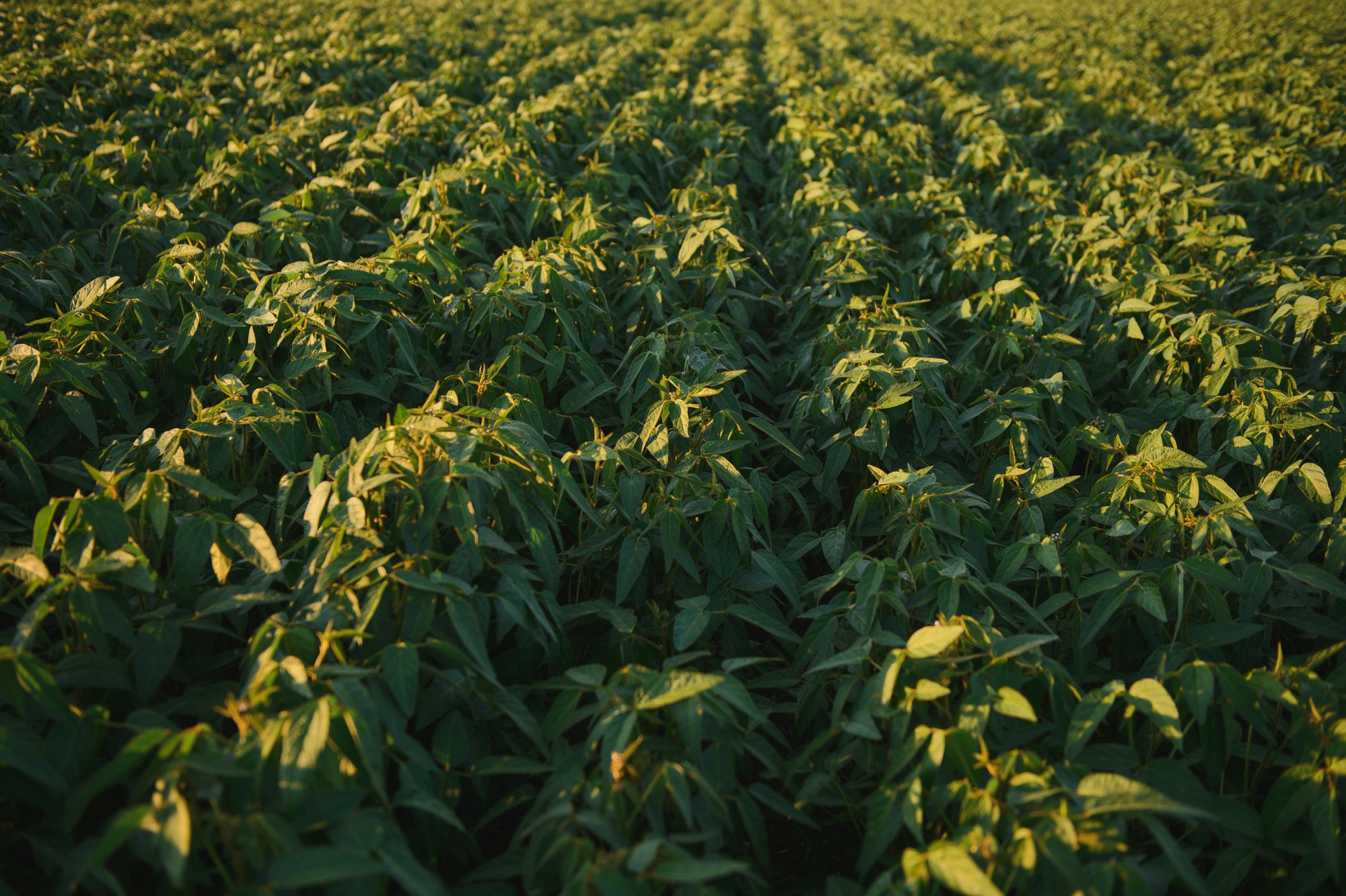 Aerial view of planted rows