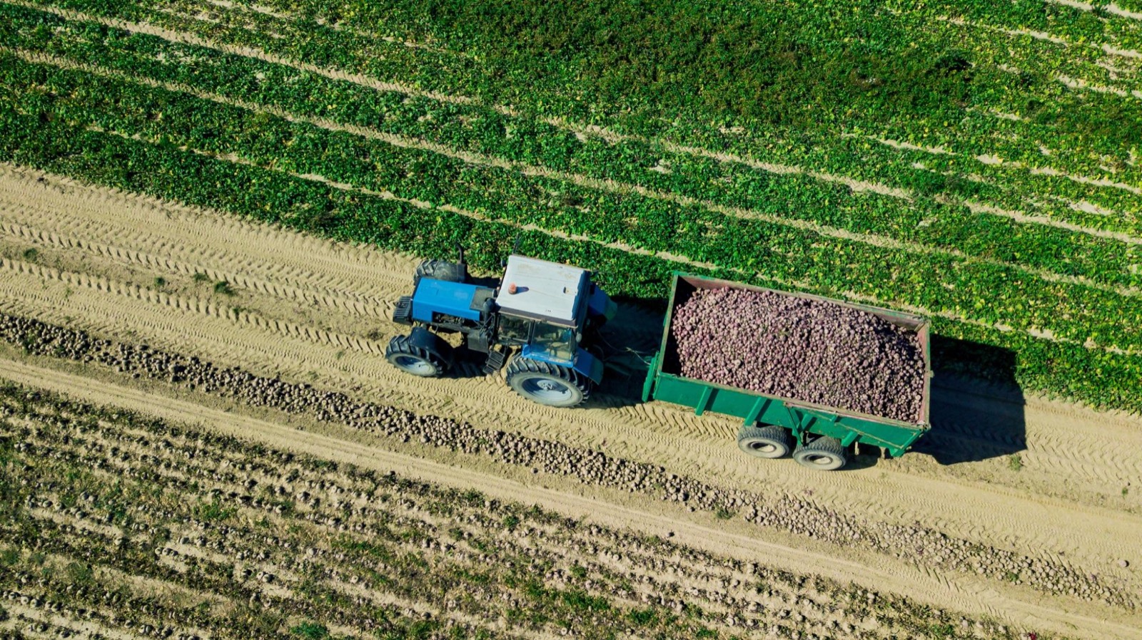 Aerial view of a harvester filling a trailer