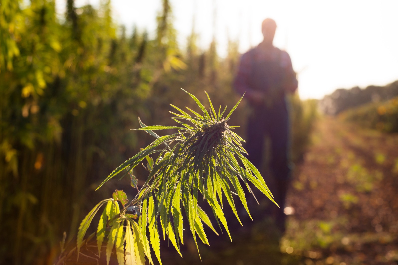 A grower checking a hemp plant at golden hour