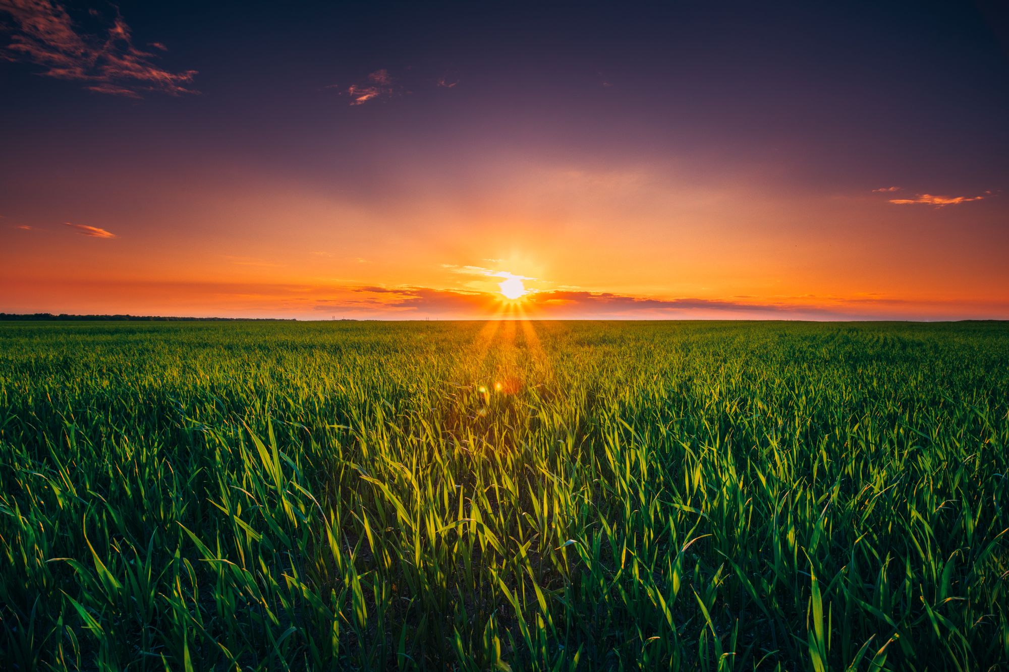 Wheat field at sunrise